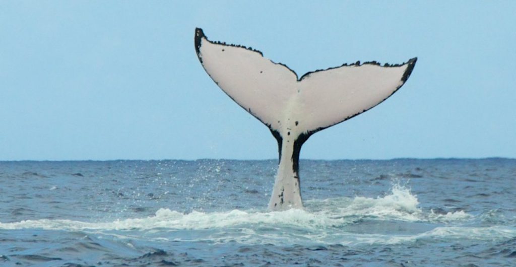 Baleines Tahiti Polynésie française - Hervé Bré EnezGreen