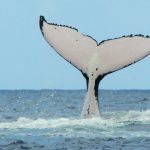 Baleines Tahiti Polynésie française - Hervé Bré EnezGreen