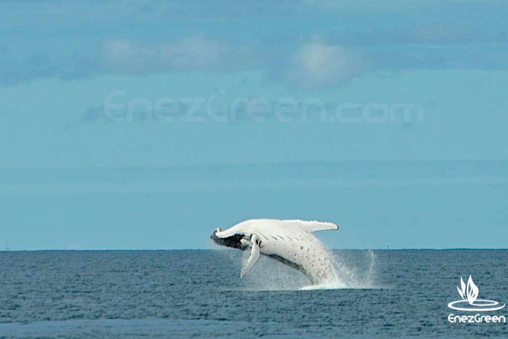 Baleines À Bosse Nouvelle Calédonie Hervé Bré Enezgreen