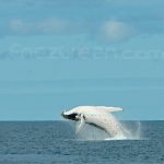 Baleines À Bosse Nouvelle Calédonie Hervé Bré Enezgreen